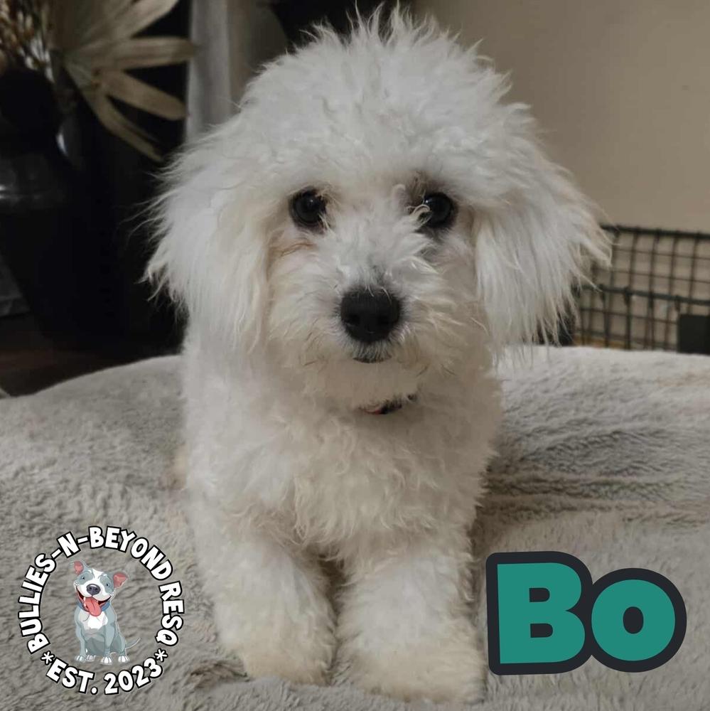 Bo, a Adoptable mixed breed in Omaha, NE image 6/6