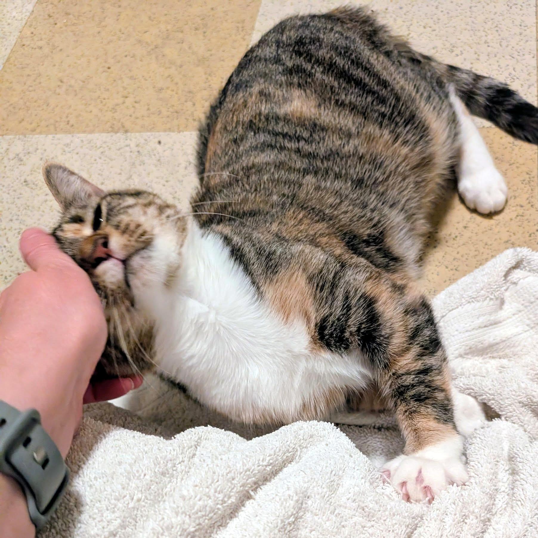 Enlarge Ziti, a Adoptable Domestic Short Hair in Pittsburgh, PA image 2/5