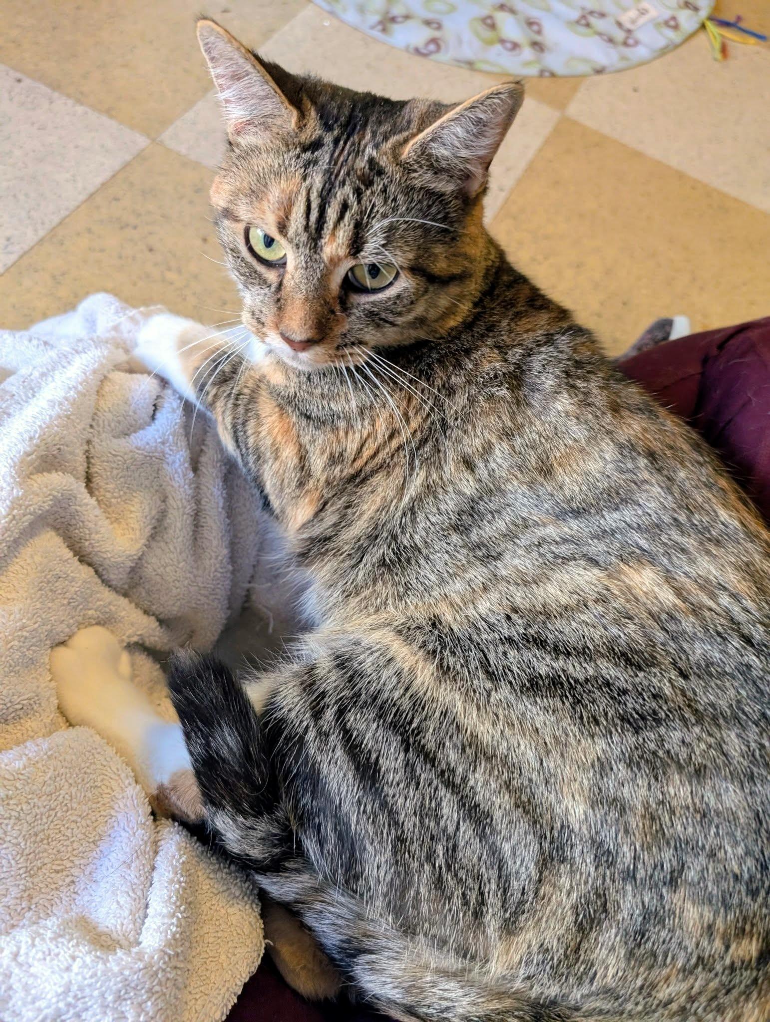 Enlarge Ziti, a Adoptable Domestic Short Hair in Pittsburgh, PA image 3/5