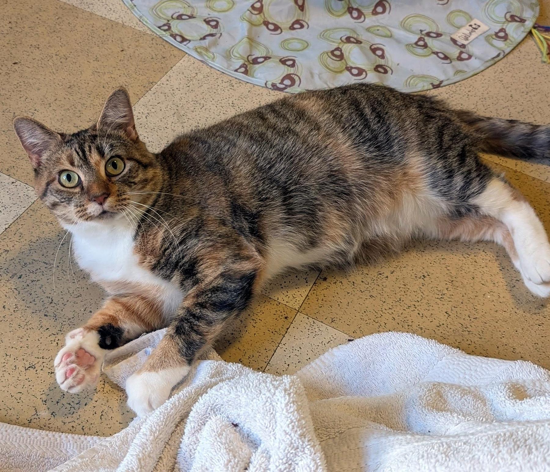 Enlarge Ziti, a Adoptable Domestic Short Hair in Pittsburgh, PA image 4/5