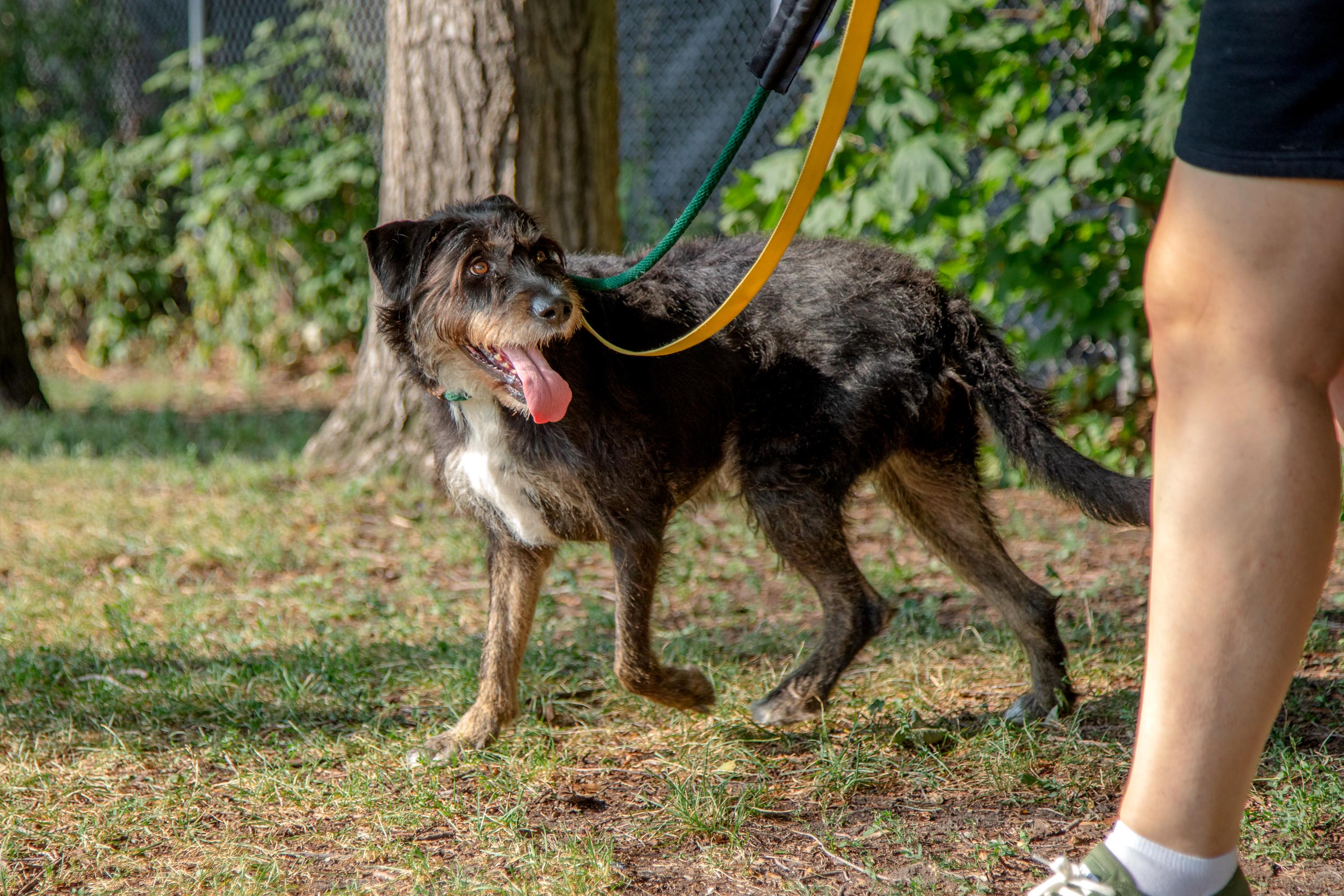 Enlarge Kika, a ADOPTABLE mixed breed in Mississauga, ON image 3/5