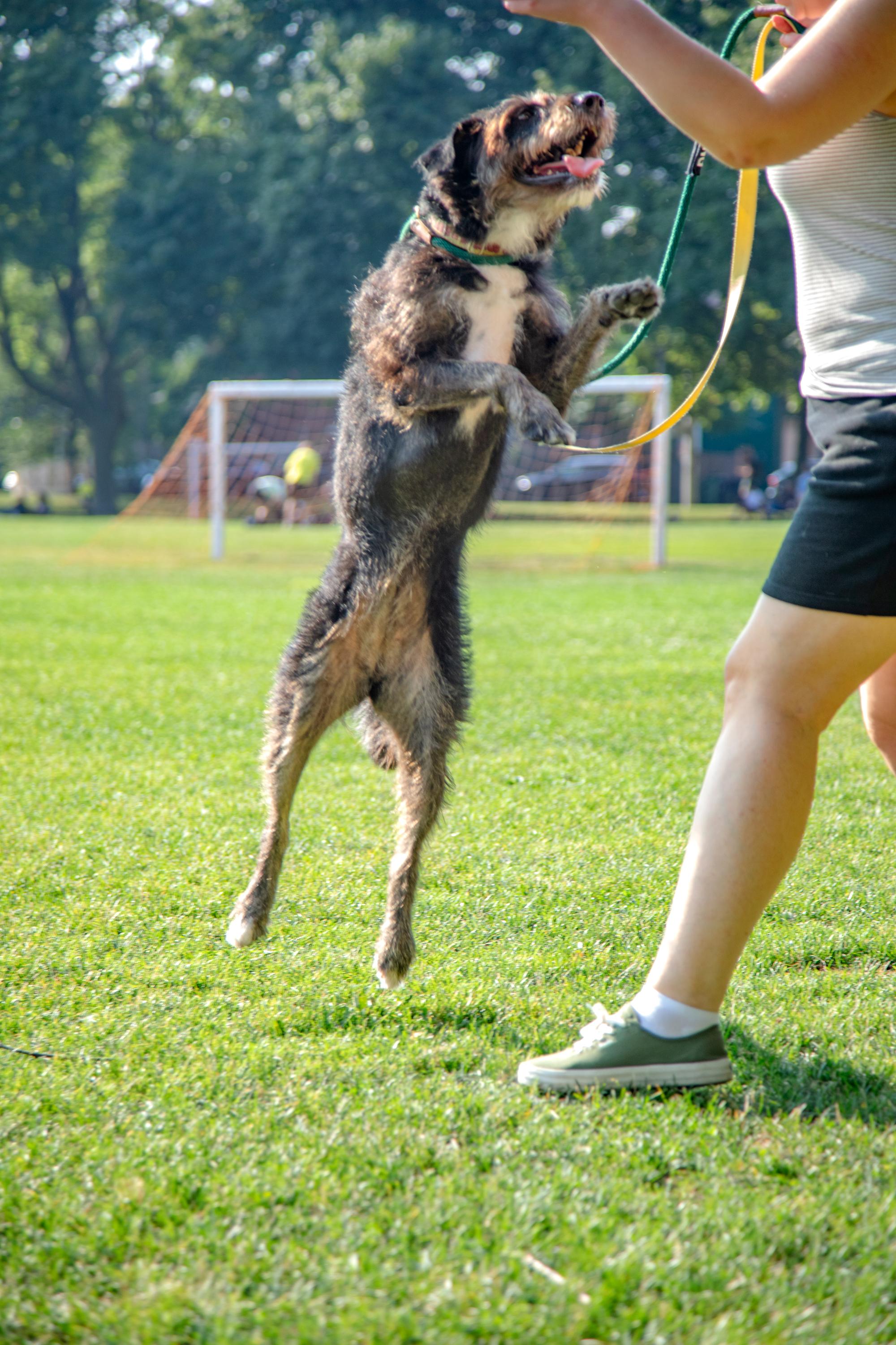 Enlarge Kika, a ADOPTABLE mixed breed in Mississauga, ON image 2/5