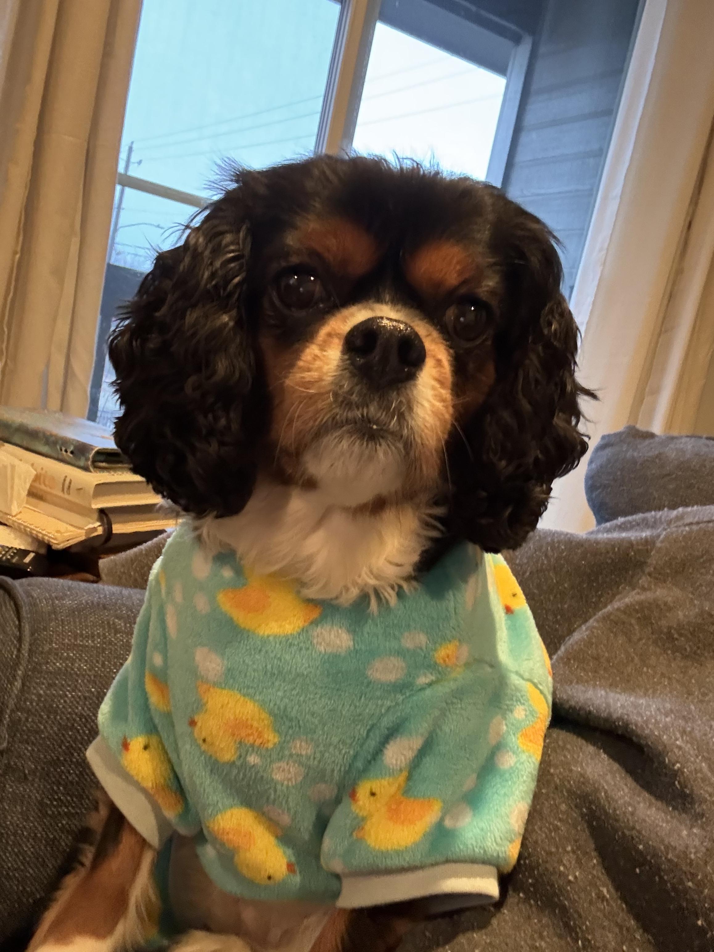 Enlarge Julep, a Adopted Cavalier King Charles Spaniel in Twin Falls, ID image 1/1