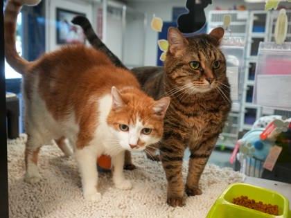 Enlarge Chester (BONDED W SETH), a Adoptable mixed breed in Bowling Green, KY image 1/3