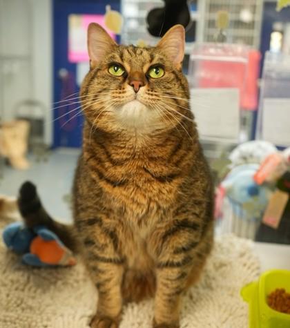 Enlarge Chester (BONDED W SETH), a Adoptable mixed breed in Bowling Green, KY image 2/3