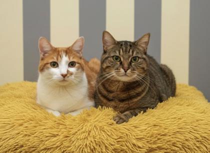 Enlarge Chester (BONDED W SETH), a Adoptable mixed breed in Bowling Green, KY image 3/3