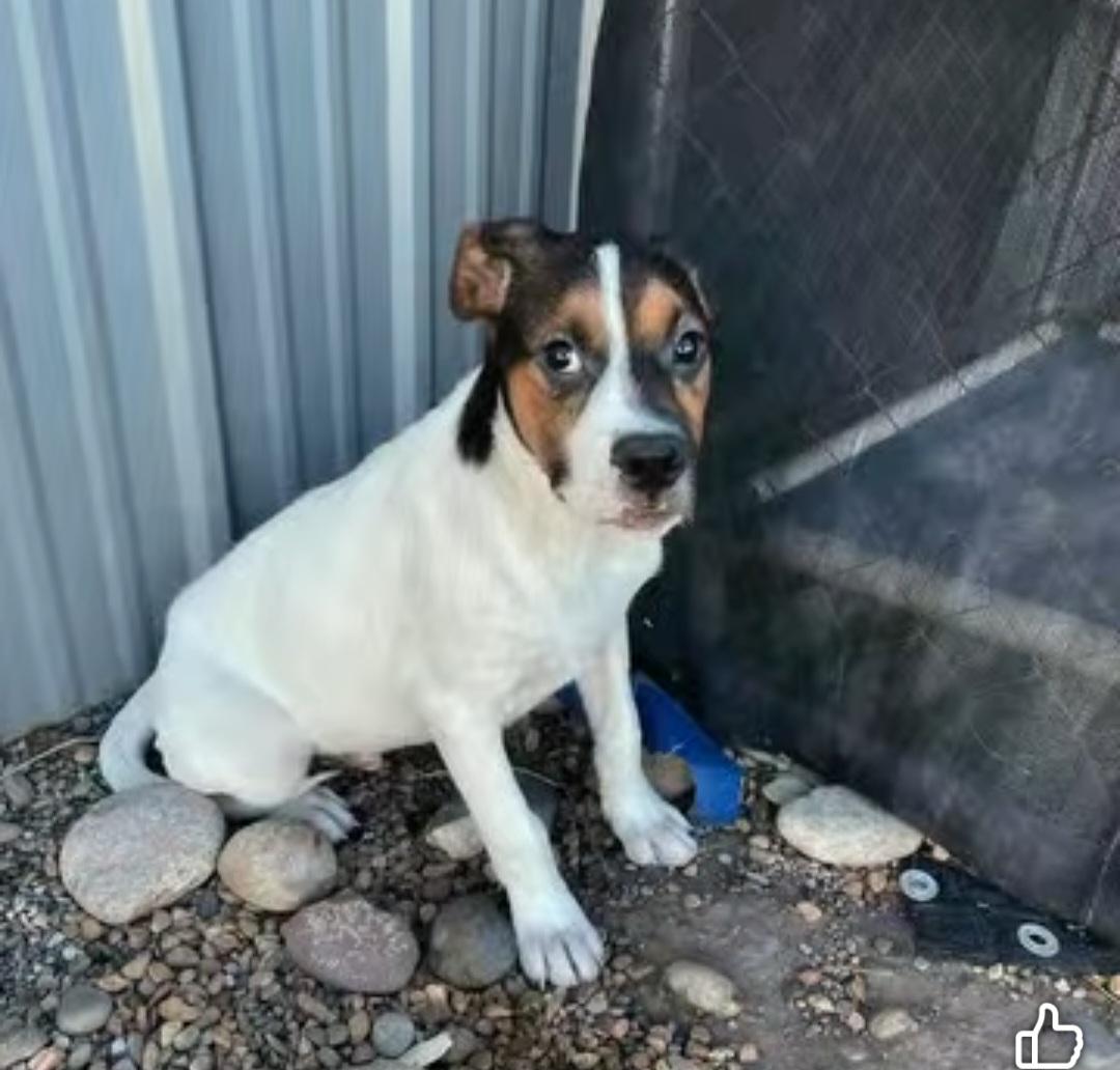 Enlarge Phoenix, a ADOPTABLE mixed breed in Billings, MT image 3/5