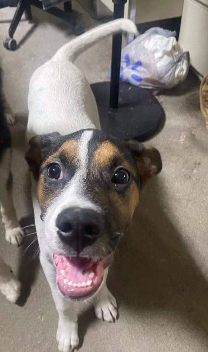 Enlarge Phoenix, a ADOPTABLE mixed breed in Billings, MT image 2/5