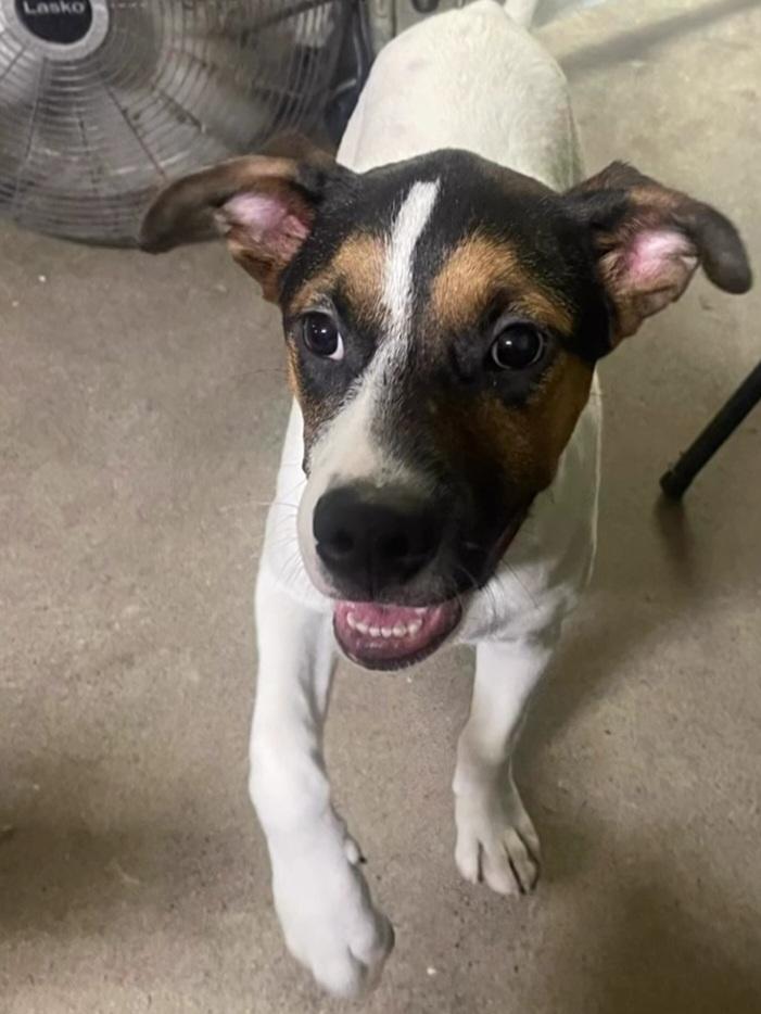 Enlarge Phoenix, a ADOPTABLE mixed breed in Billings, MT image 4/5