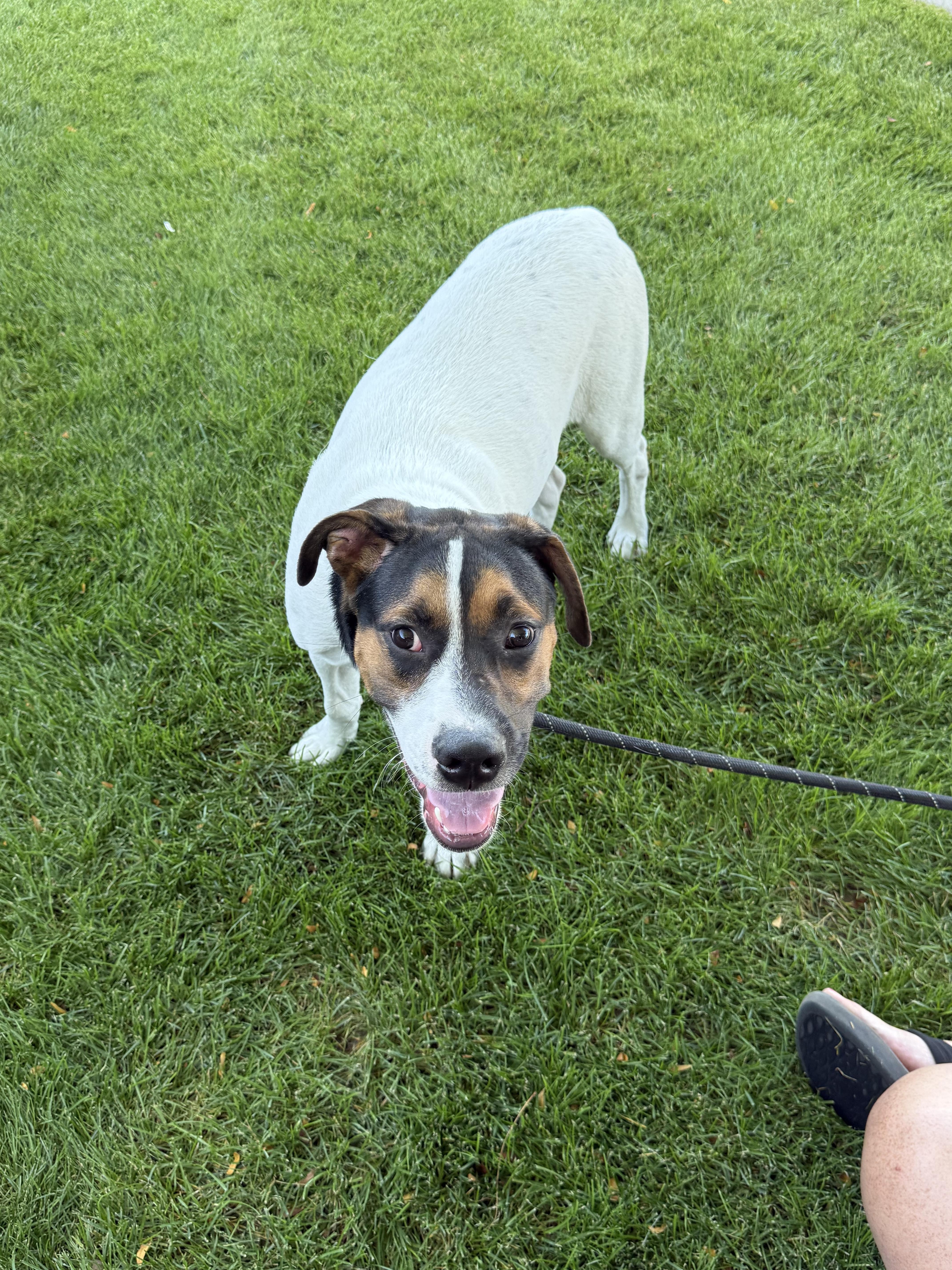 Enlarge Phoenix, a ADOPTABLE mixed breed in Billings, MT image 1/5