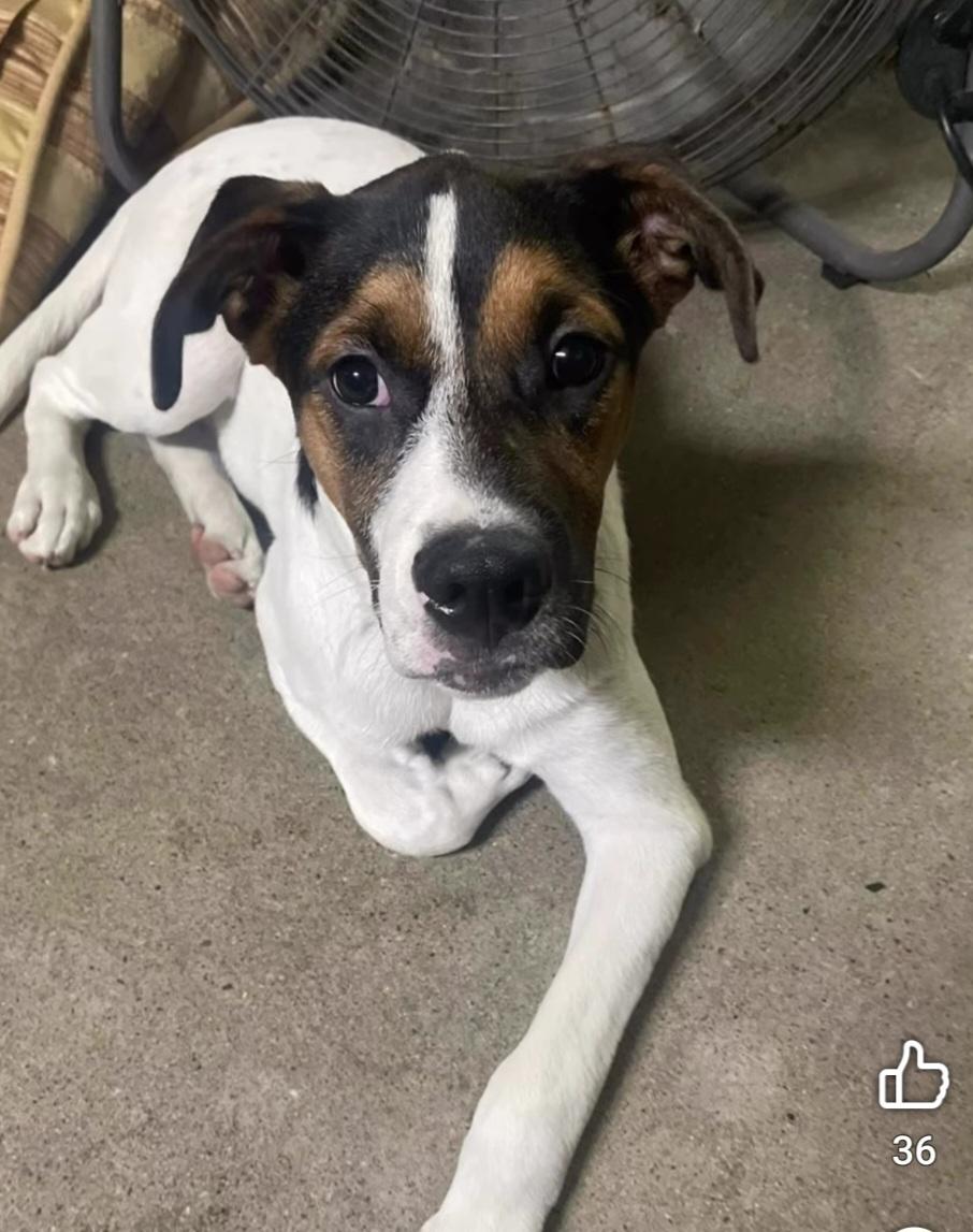 Enlarge Phoenix, a ADOPTABLE mixed breed in Billings, MT image 5/5