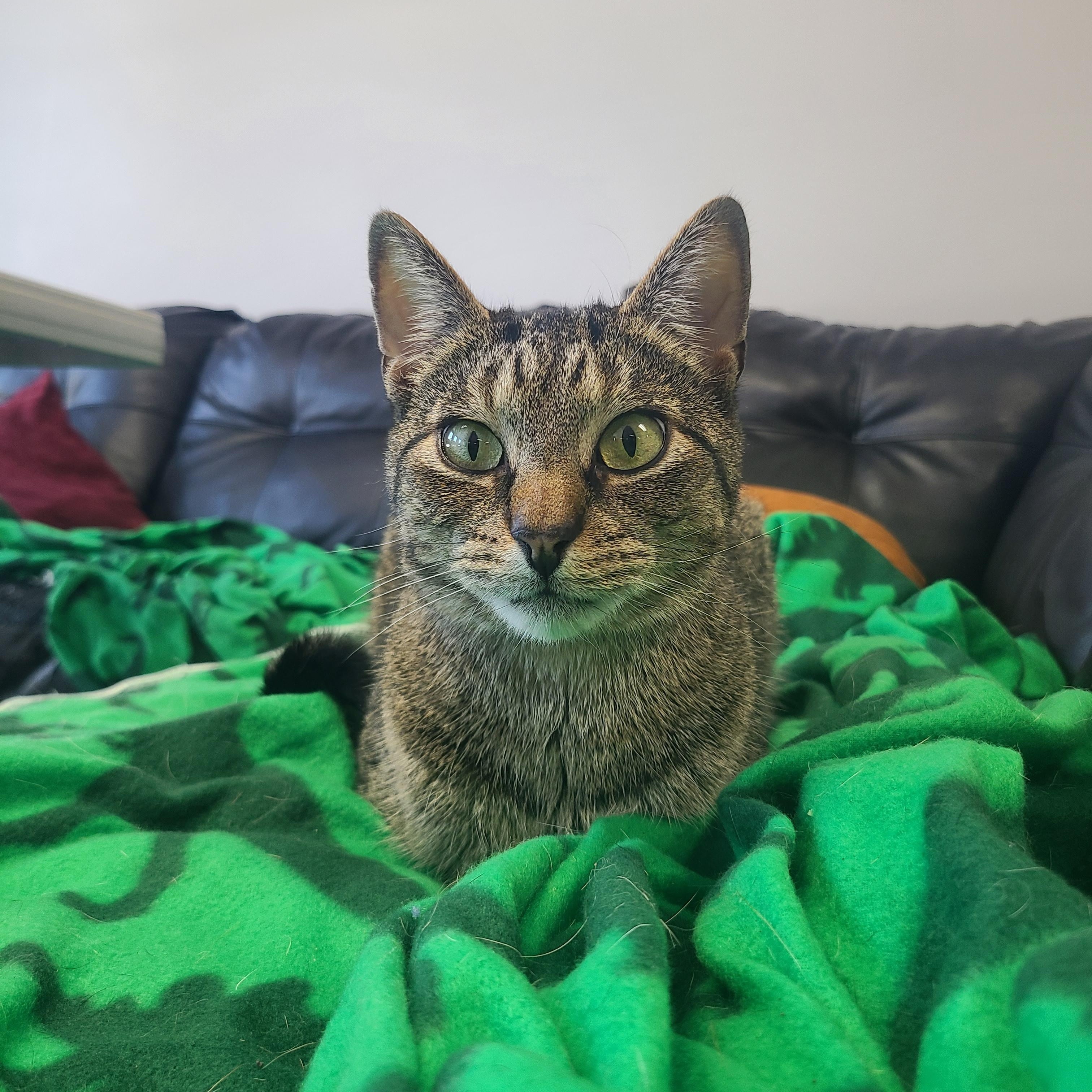 Enlarge Tamale, a Adoptable Tabby in Orleans, VT image 1/2