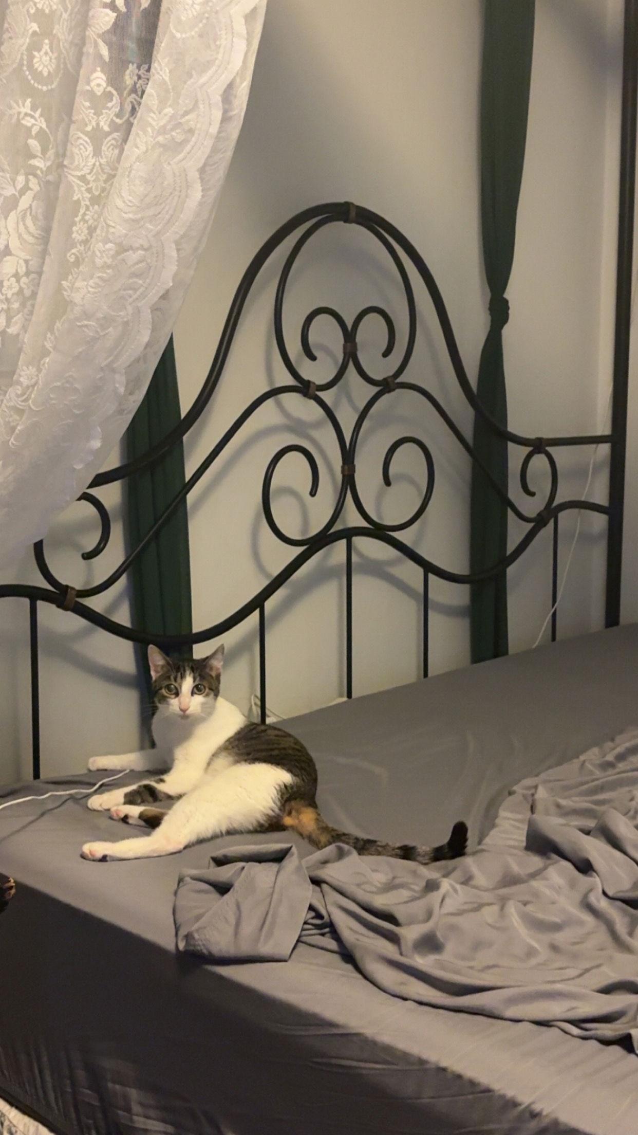 Enlarge Emily, a Adoptable Domestic Short Hair in Minneapolis, MN image 1/3