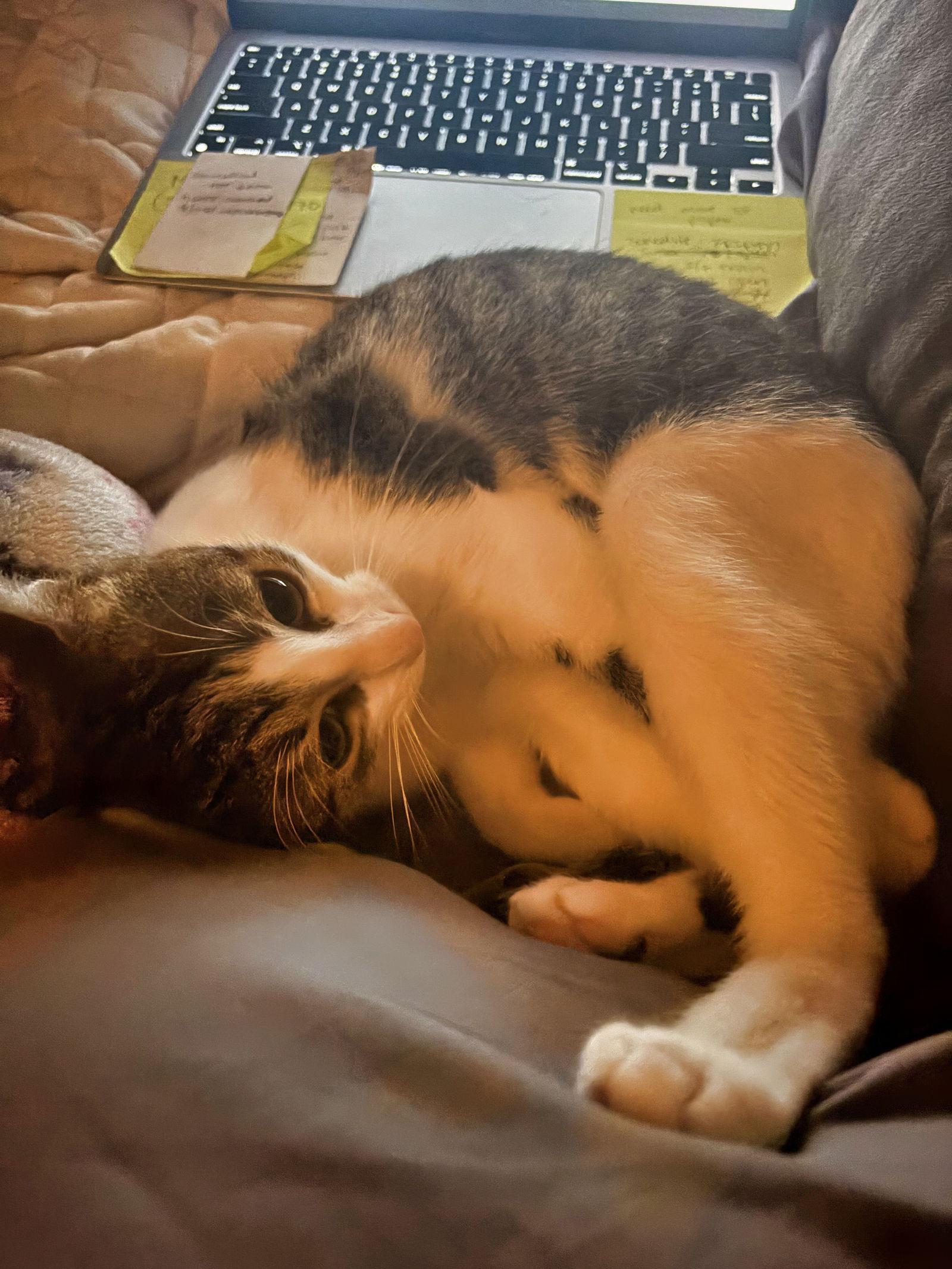 Emily, Adoptable, Young Female Domestic Short Hair.