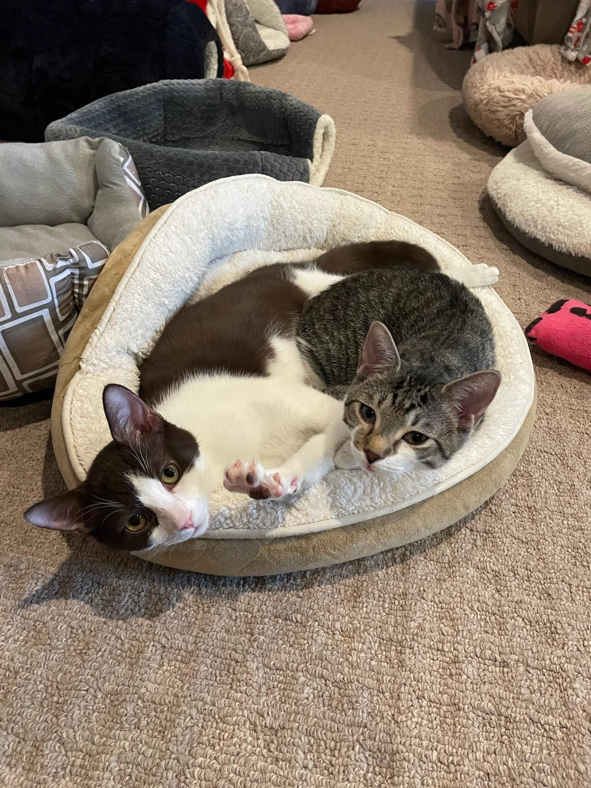 Kensington and Ross, Adoptable, Young Male Domestic Short Hair.