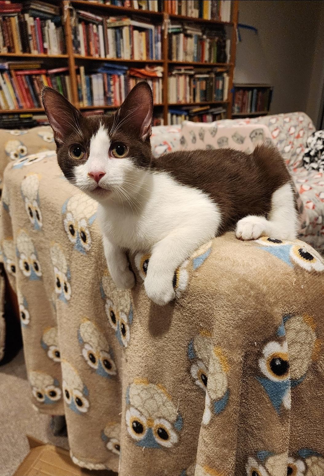 Enlarge Kensington and Ross, a Adoptable Domestic Short Hair in Smyrna, GA image 2/6