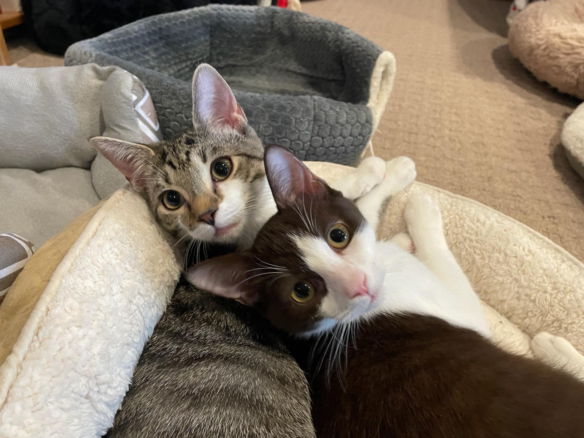 Enlarge Kensington and Ross, a Adoptable Domestic Short Hair in Smyrna, GA image 3/6