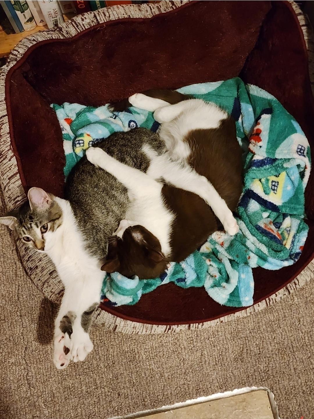 Enlarge Kensington and Ross, a Adoptable Domestic Short Hair in Smyrna, GA image 4/6