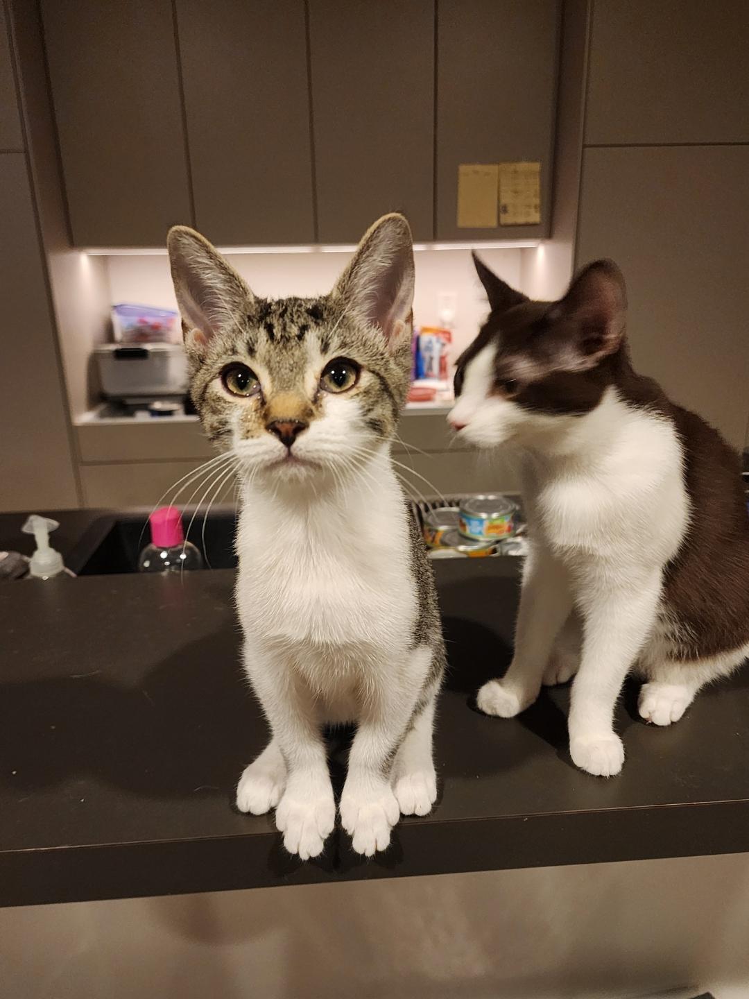 Enlarge Kensington and Ross, a Adoptable Domestic Short Hair in Smyrna, GA image 5/6