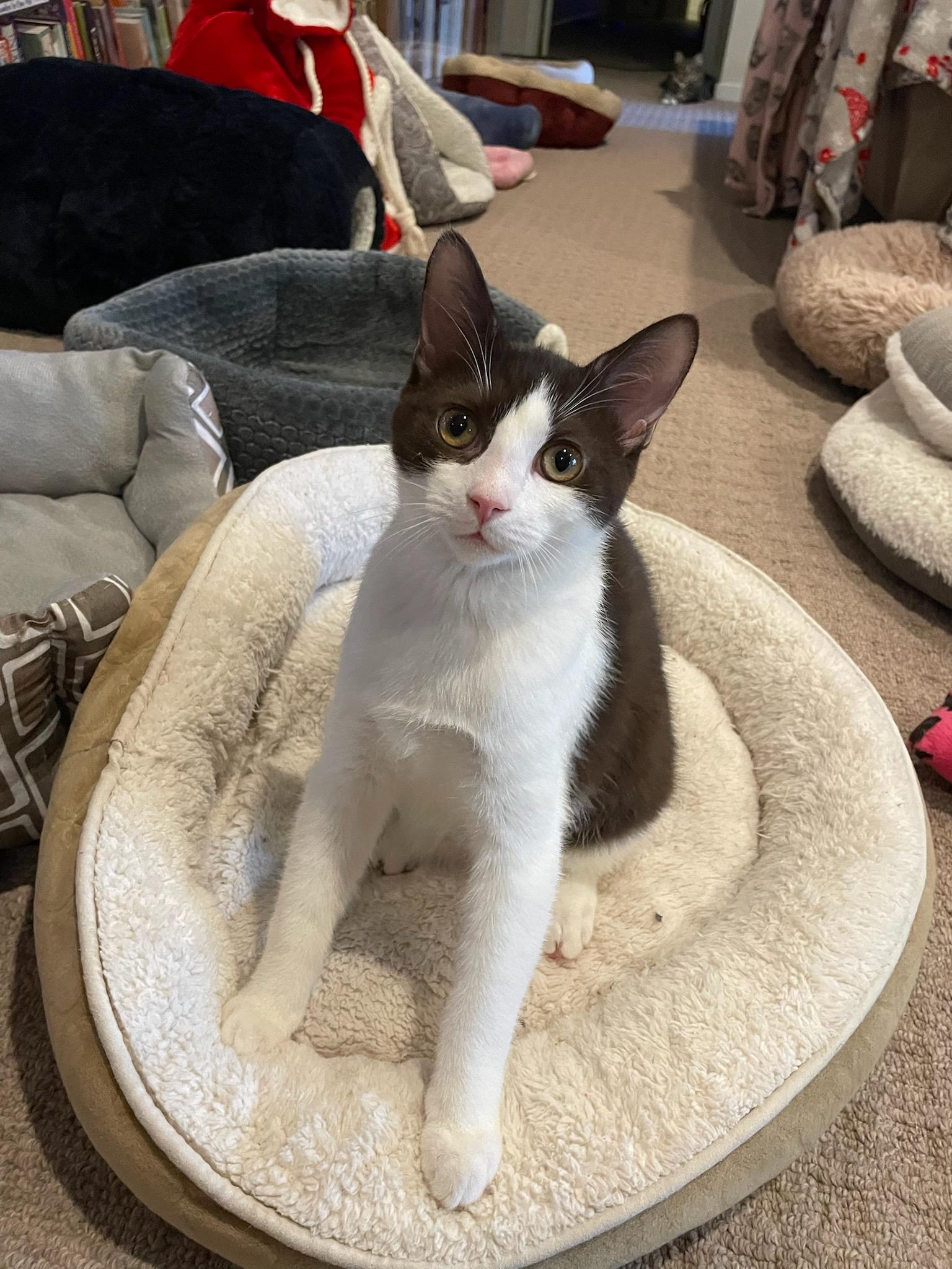 Enlarge Kensington and Ross, a Adoptable Domestic Short Hair in Smyrna, GA image 6/6