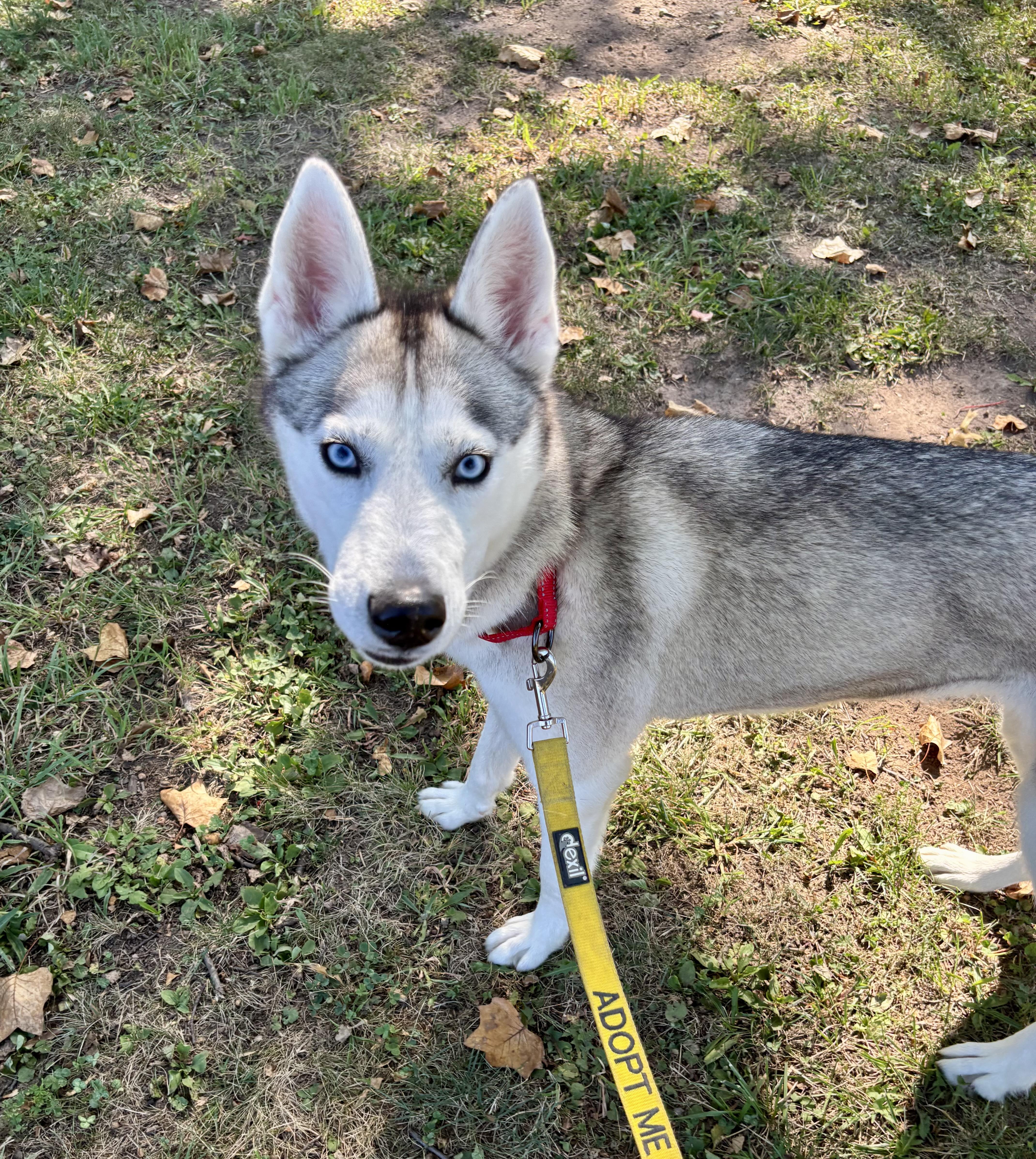 Athena, a Adoptable Husky in East Orange, NJ image 1/4