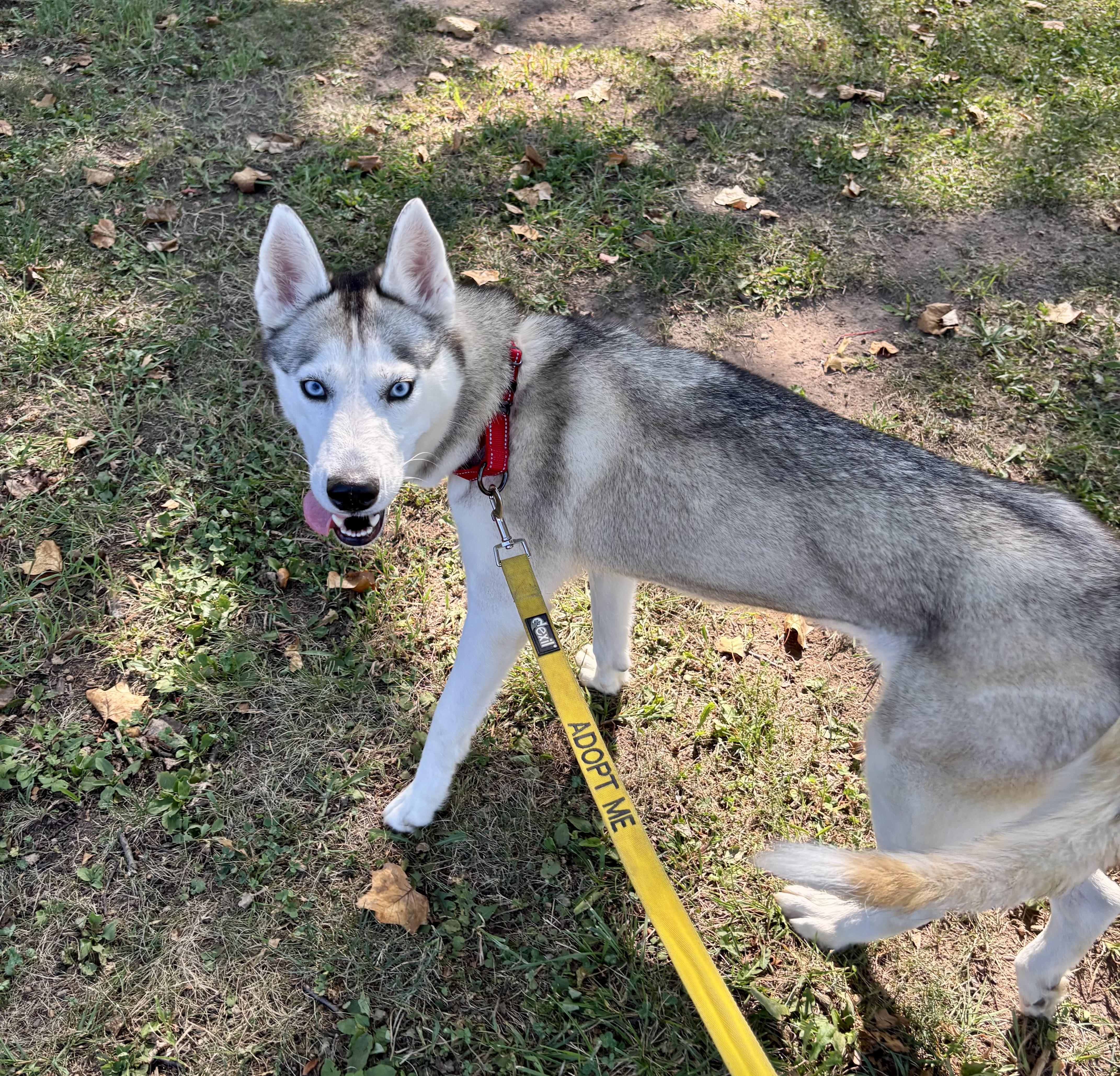 Athena, a Adoptable Husky in East Orange, NJ image 2/4