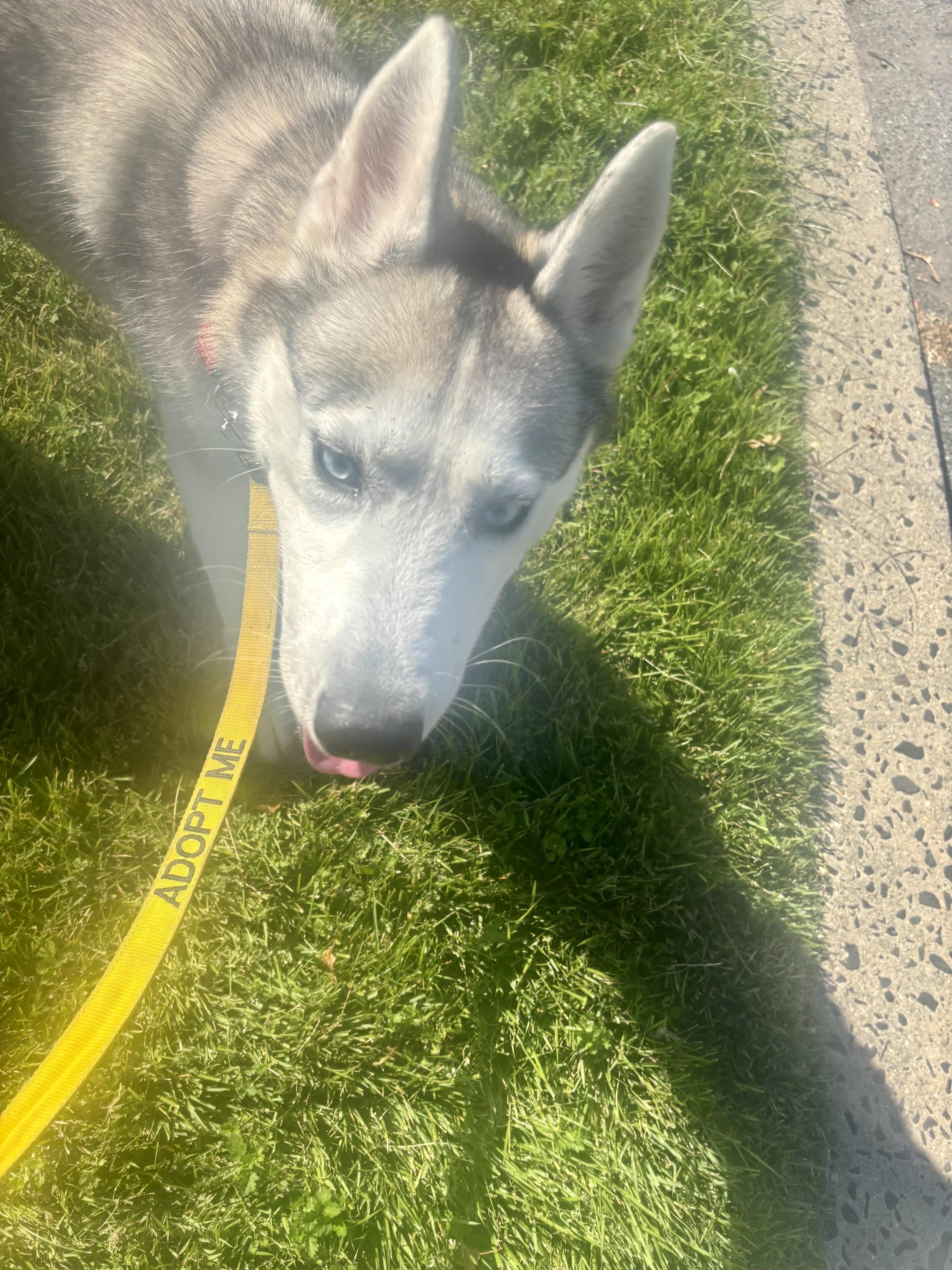 Athena, a Adoptable Husky in East Orange, NJ image 3/4