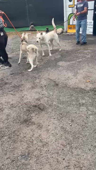 Enlarge Athena, a Adoptable Husky in East Orange, NJ video 4/4