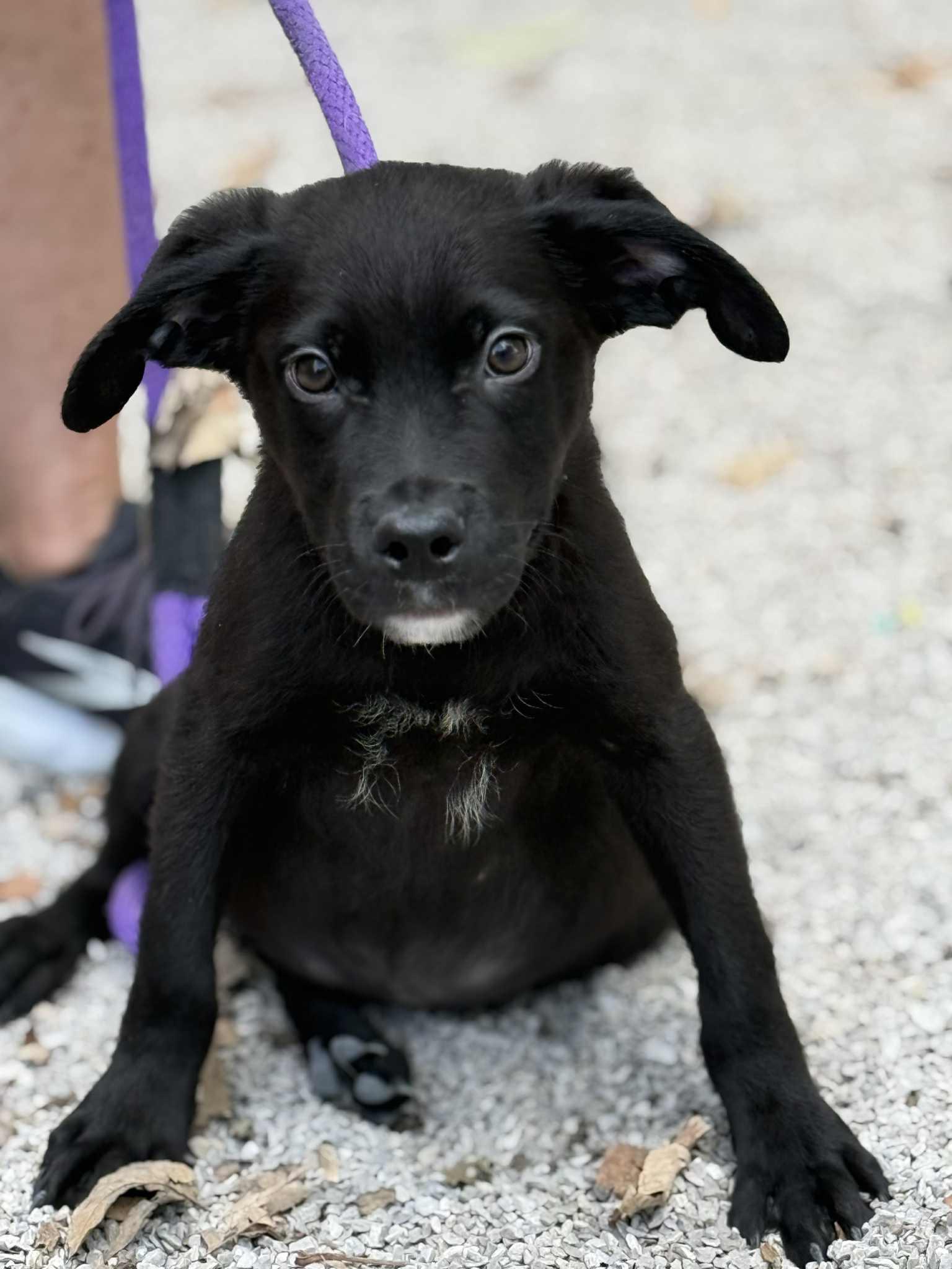 Moe (in a FOSTER home), Adoptable, Puppy Male German Shepherd Dog & Mixed Breed.