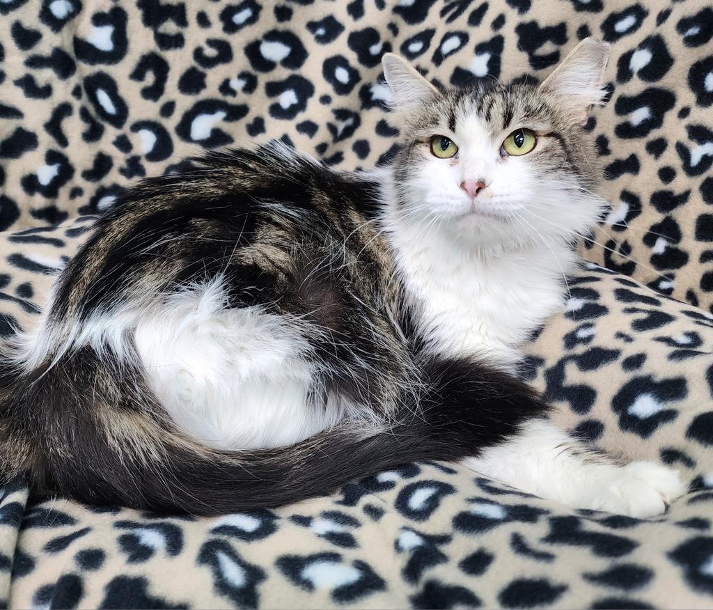 Roxanne, Adoptable, Adult Female Domestic Medium Hair.
