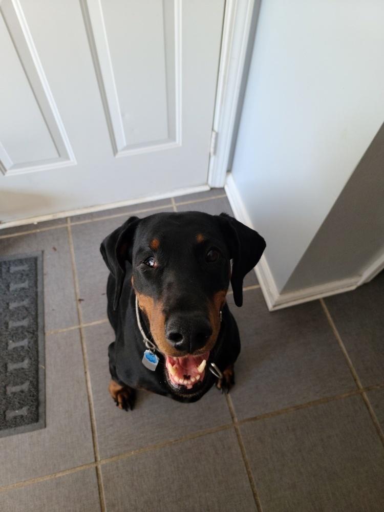 Enlarge Kali, a Adoptable Doberman Pinscher in Douglasville, GA image 2/6