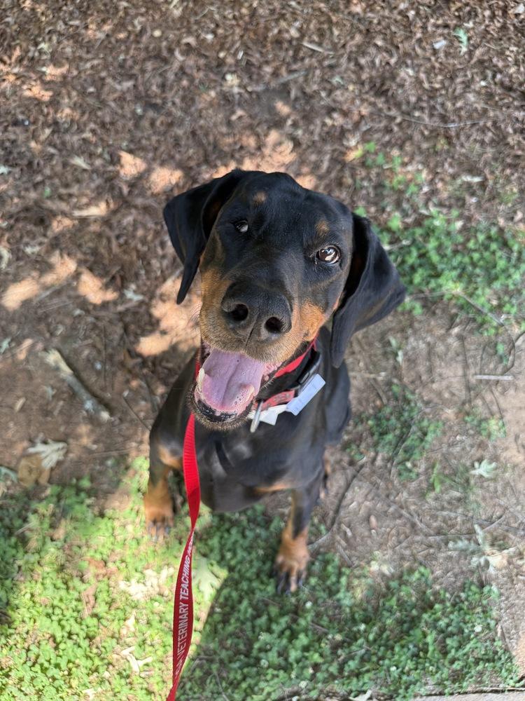 Kali, a Adoptable Doberman Pinscher in Douglasville, GA image 2/6