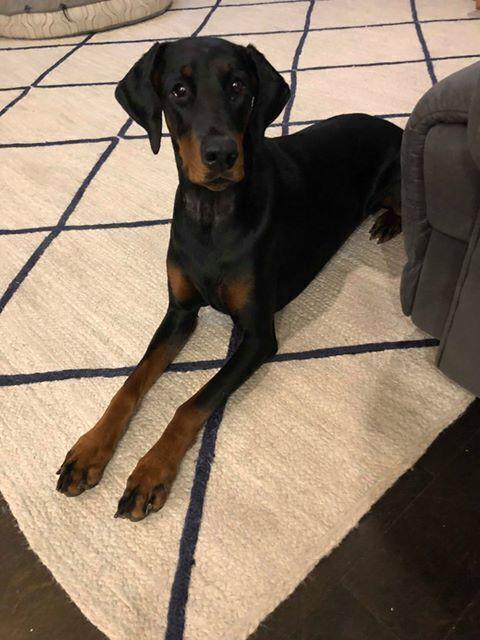 Enlarge Kali, a Adoptable Doberman Pinscher in Douglasville, GA image 3/6