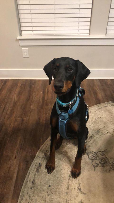 Enlarge Kali, a Adoptable Doberman Pinscher in Douglasville, GA image 1/6