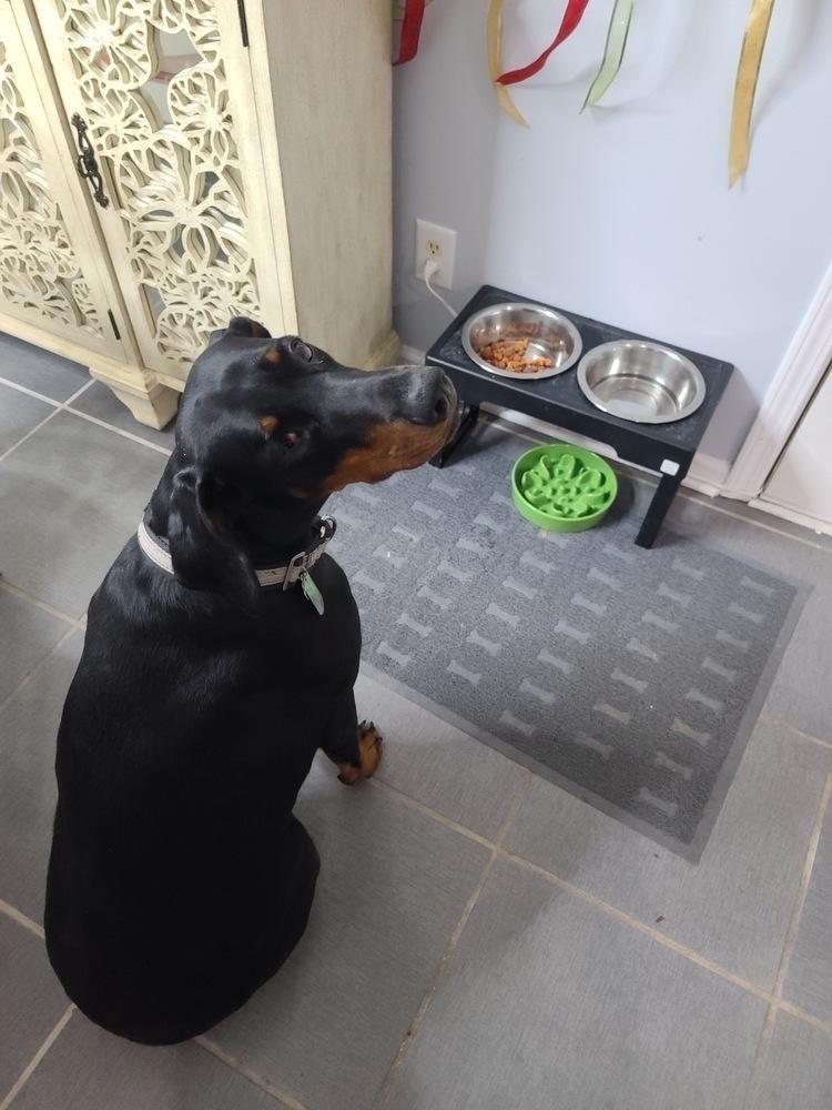 Enlarge Kali, a Adoptable Doberman Pinscher in Douglasville, GA image 2/6