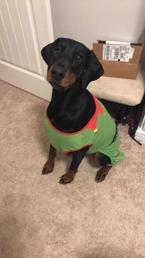 Enlarge Kali, a Adoptable Doberman Pinscher in Douglasville, GA image 5/6