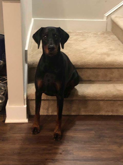 Enlarge Kali, a Adoptable Doberman Pinscher in Douglasville, GA image 5/6