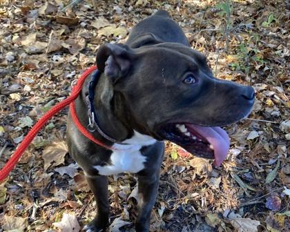 Marley, Adoptable, Senior Male Pit Bull Terrier & Mixed Breed.