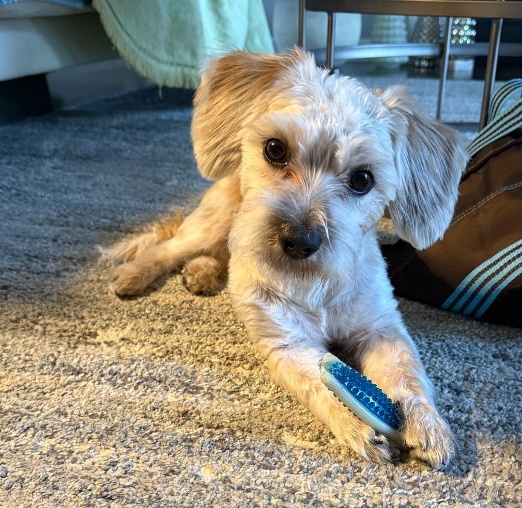 Teddy, Adoptable, Young Male Yorkshire Terrier & Shih Tzu.