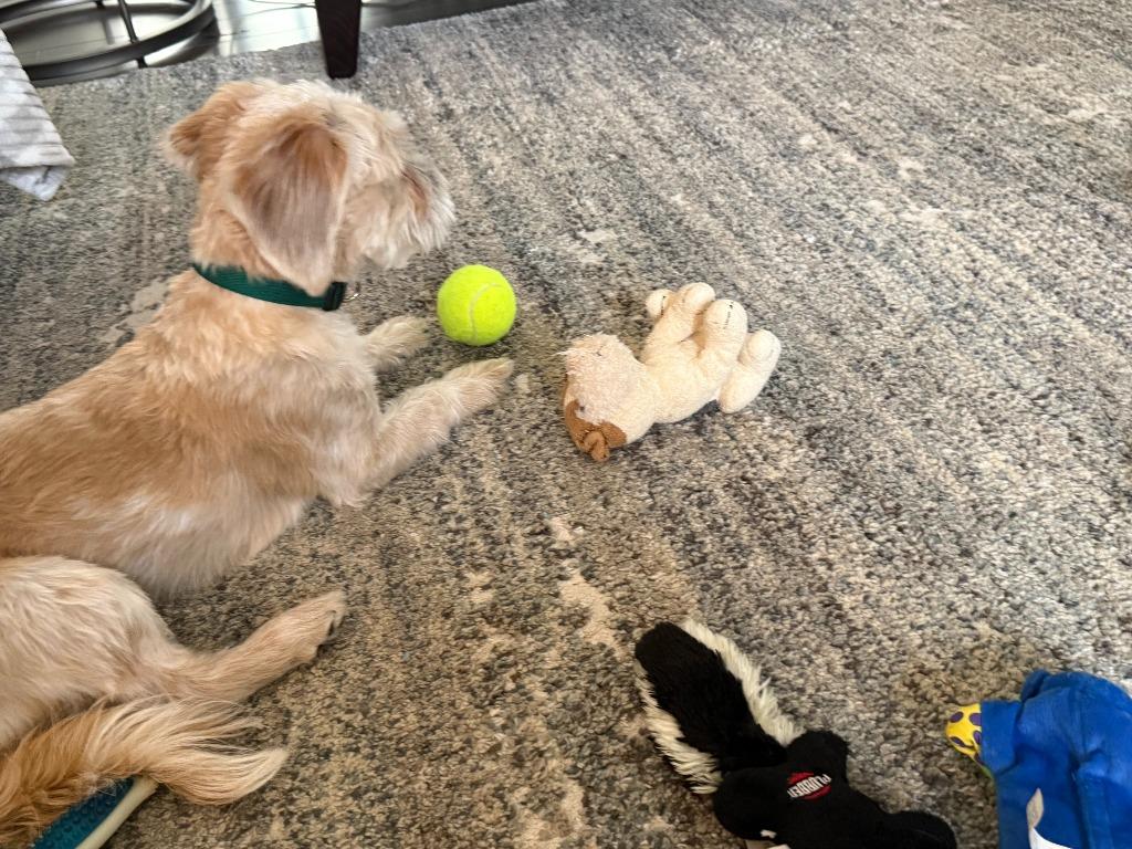 Teddy, a Adoptable mixed breed in Effingham, IL image 2/4