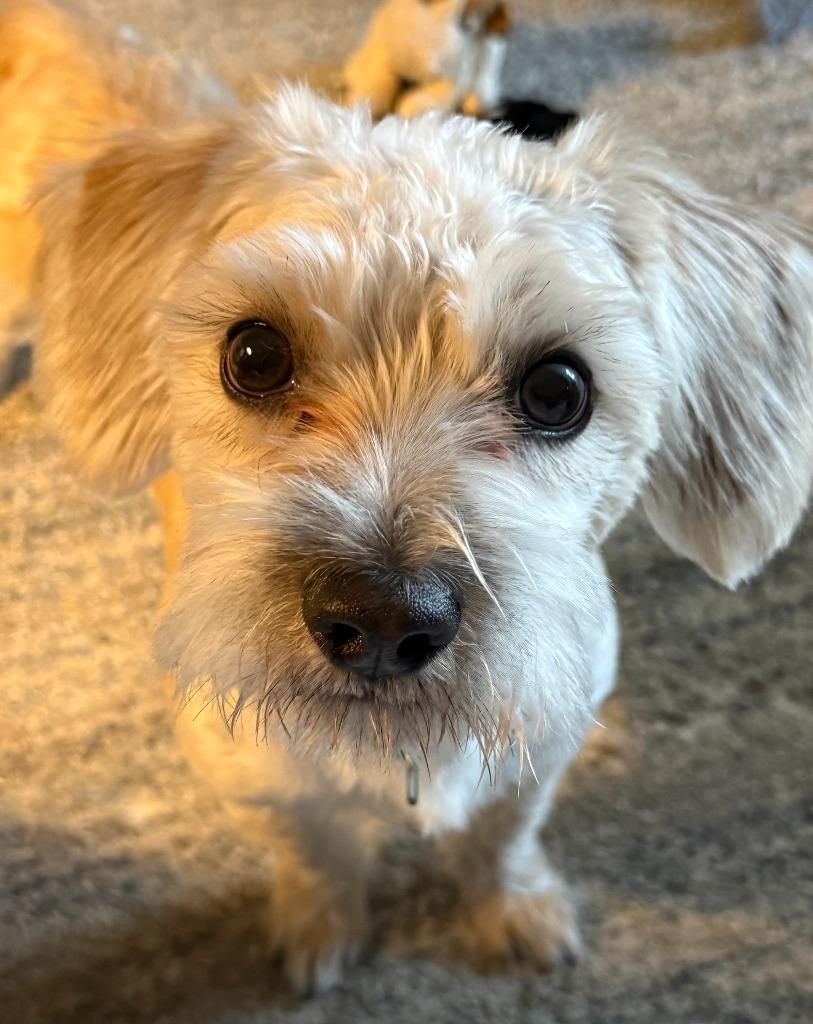 Teddy, a Adoptable mixed breed in Effingham, IL image 3/4