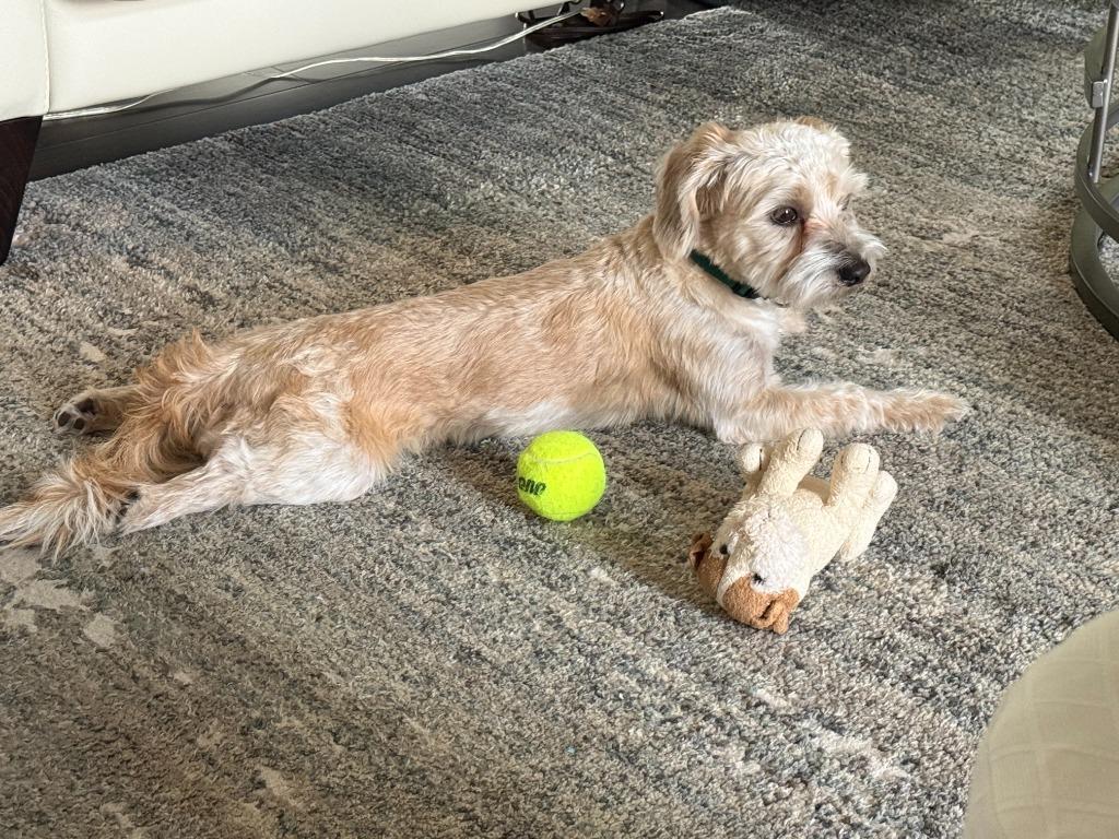 Teddy, a Adoptable mixed breed in Effingham, IL image 4/4