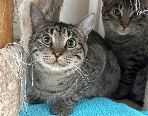 GUY, Adoptable, Young Male Domestic Short Hair.