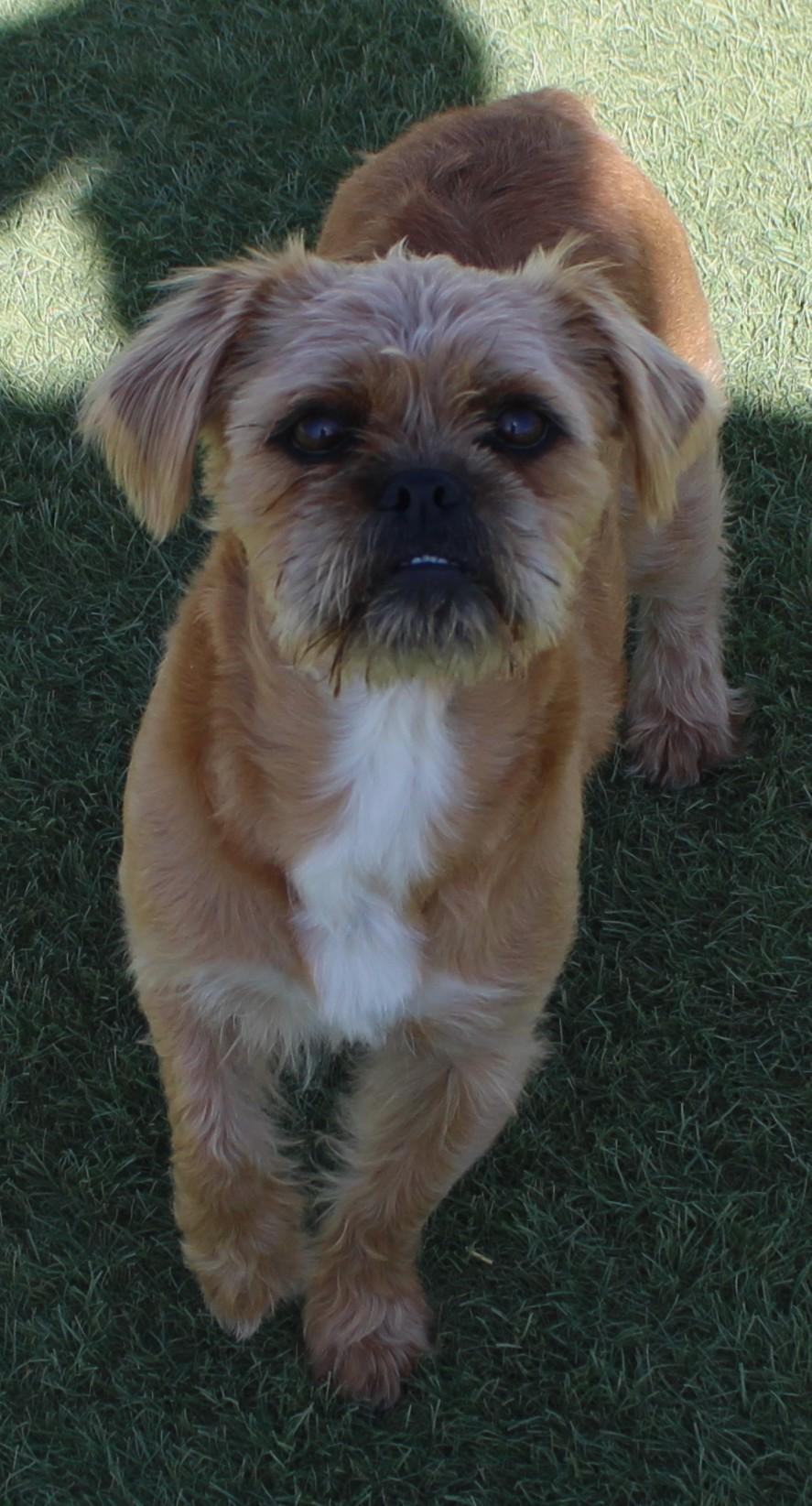 Enlarge Bubbles (Available Oct 5 ), a Adoptable mixed breed in Wasco, CA image 4/5