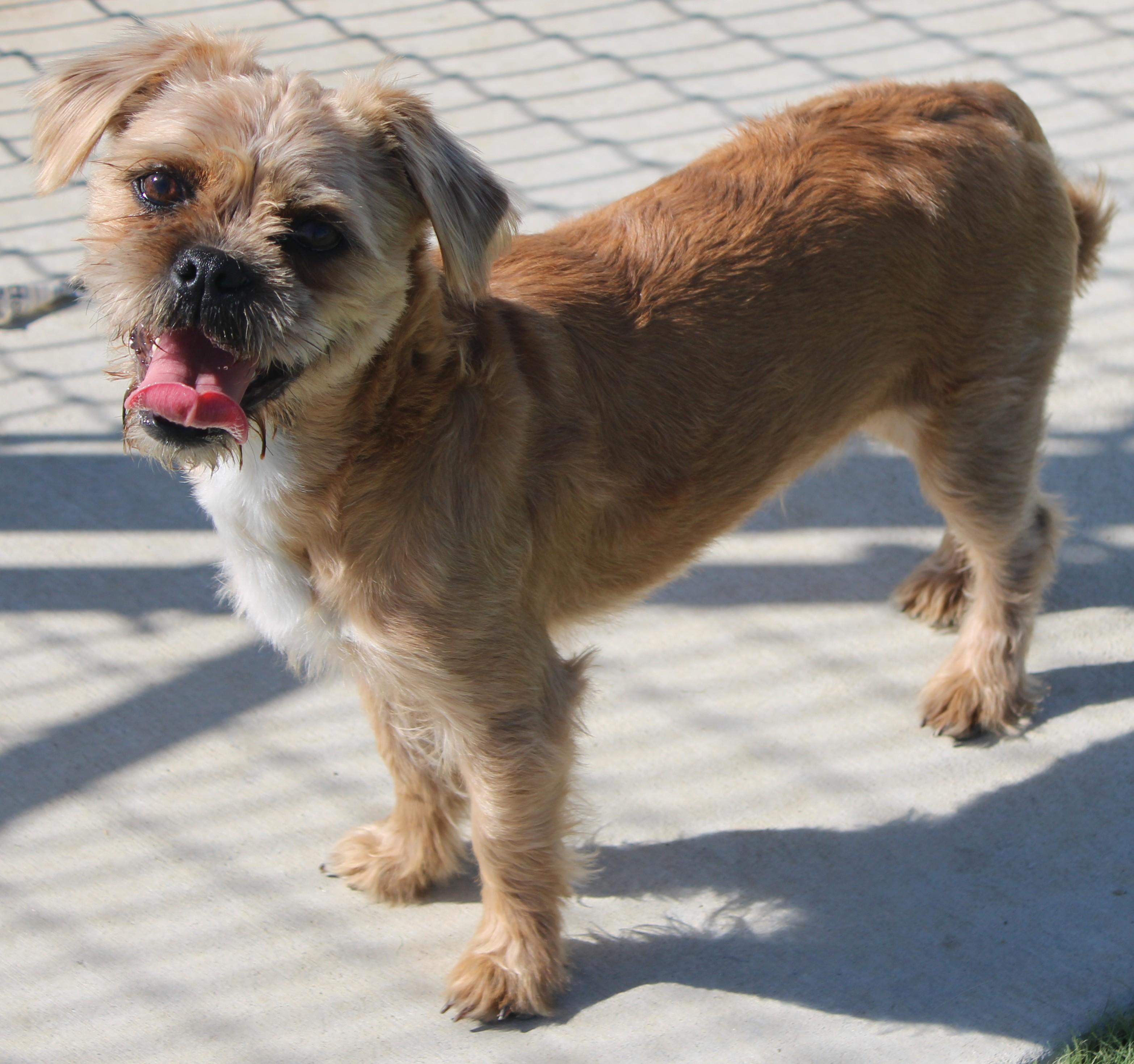 Enlarge Bubbles (Available Oct 5 ), a Adoptable mixed breed in Wasco, CA image 2/5