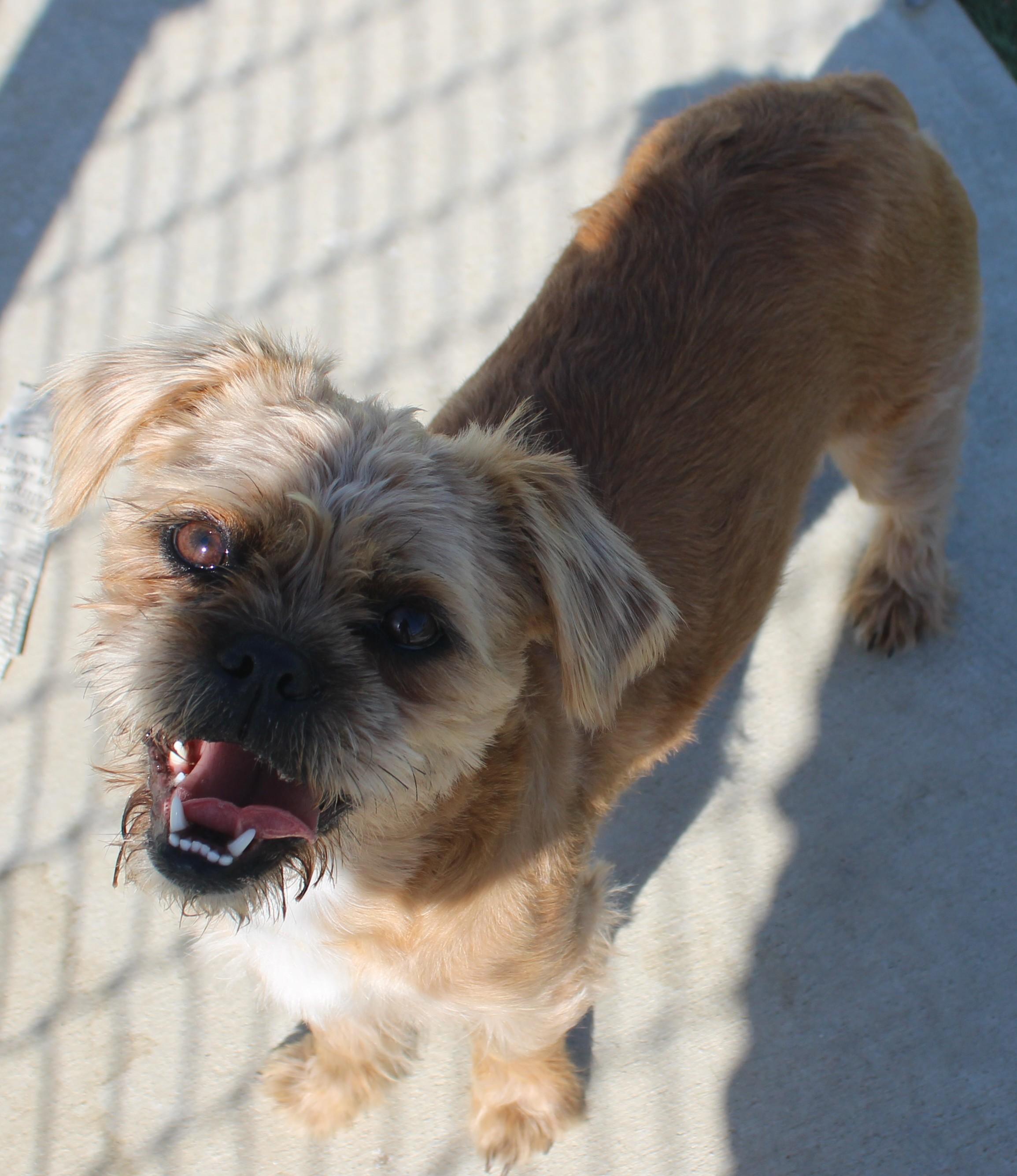 Bubbles (Available Oct 5 ), Adoptable, Adult Female Shih Tzu.