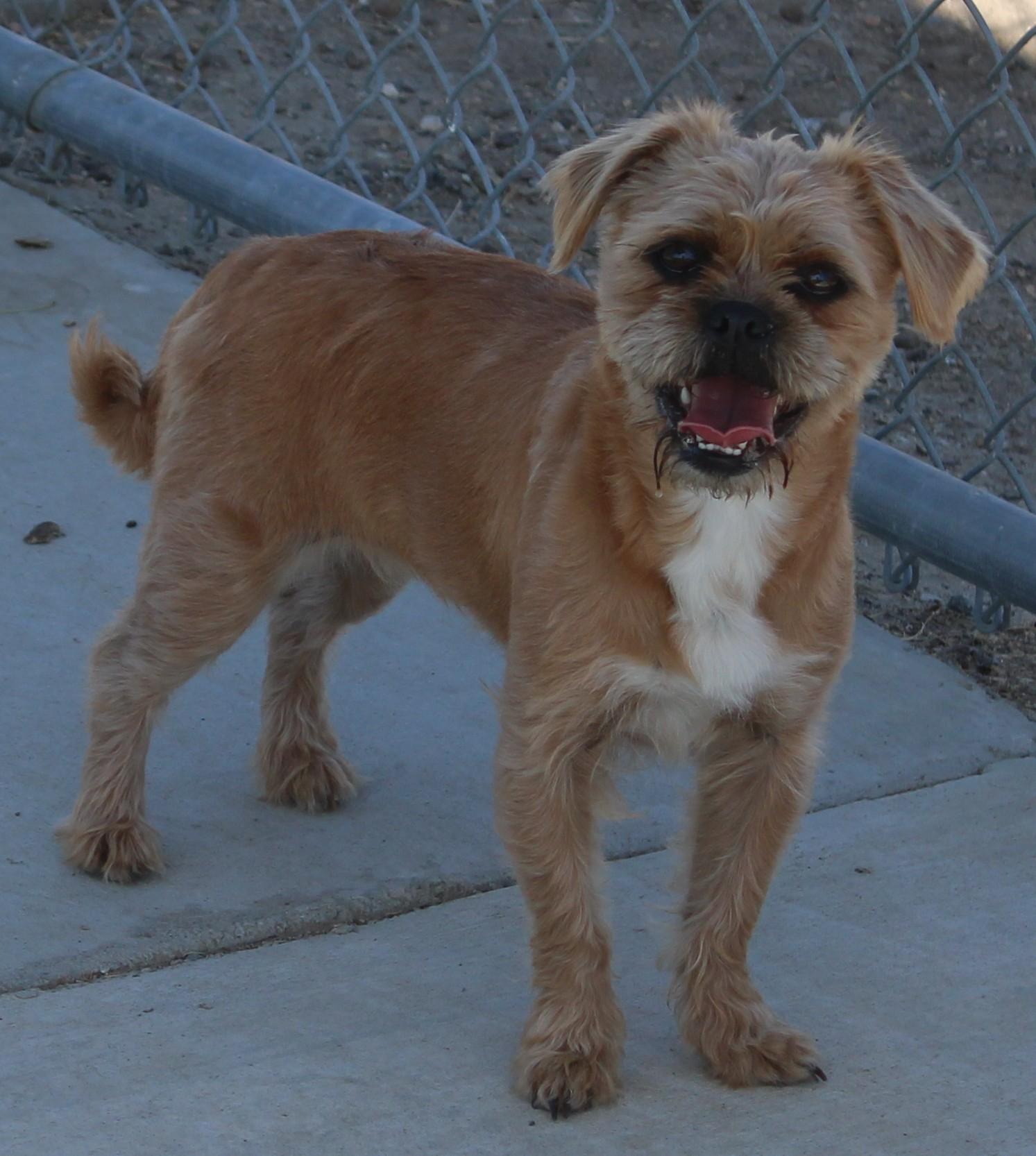 Enlarge Bubbles (Available Oct 5 ), a Adoptable mixed breed in Wasco, CA image 3/5