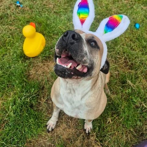 Enlarge Moose, a Adoptable mixed breed in Dover, AR image 1/4
