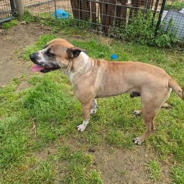 Enlarge Moose, a Adoptable mixed breed in Dover, AR image 2/4