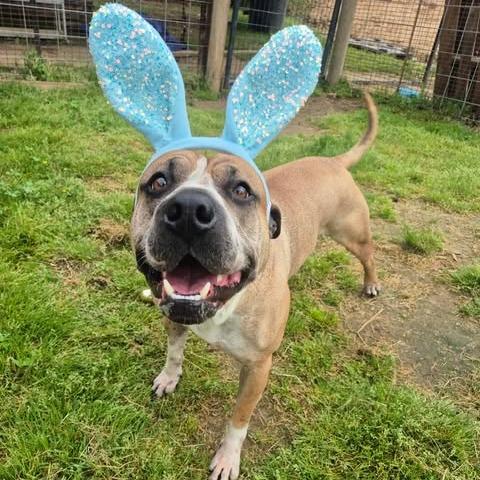 Enlarge Moose, a Adoptable mixed breed in Dover, AR image 3/4